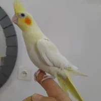 جفت عروس هلندی جوجه داده سالم و سلامت به شرط