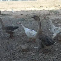 قوغاز و مرغ و جوجه رسمی امپراطور بوقلمون بالغ