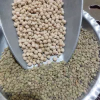 سلام عدس سبز محلی سرحد