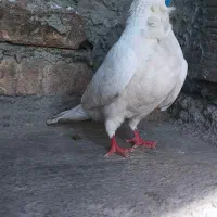 کفتر|پرنده|گرگان, |دیوار