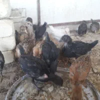 مرغ و جوجه