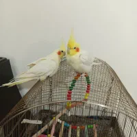 دو عدد عروس هلندی