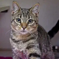 گربه نژاد DSH