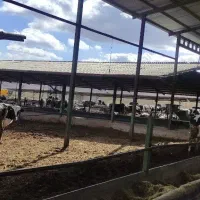 گاوداری-تمام-صنعتی-شیری-با-150-راس-دام-موجود