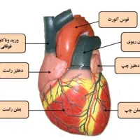 آموزش زبان انگلیسی و کمک اولیه و نقاشی