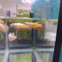 فایتر پلاکت|ماهی|تهران, تهرانسر شمالی|دیوار