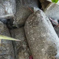 نخل ماداگاسکار موجوده|گل مصنوعی|اسفراین, |دیوار