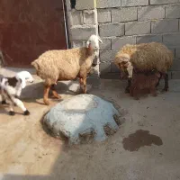 میش بره دار بره نر