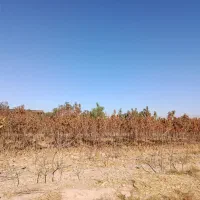 نهال میوه  سه ساله|خدمات باغبانی و درختکاری|مشهد, دهشک|دیوار