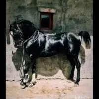 خرید وفروش اسب