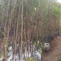 ارزانسرای‌درخت/نهال/ پرس میوه .انگور.پسته‌گل‌ رز