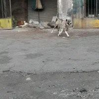 ماده سگ