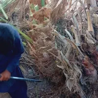 کوگ ربی مضافتی پیارم. زاهدی تعداد بالا دارم ارسال|خدمات باغبانی و درختکاری|ایرانشهر, |دیوار