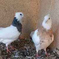 کبوتر طوقی