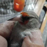 سهره نرکرمانی|پرنده|شاهینشهر, شهرک گلدیس|دیوار