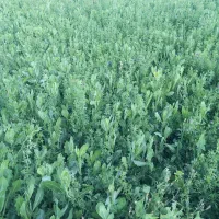 خریدار یونجه