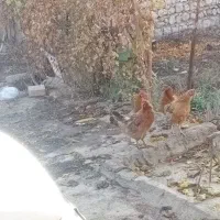 ۵ تا مرغ تخم گذار محلی|حیوانات مزرعه|ویسیان, |دیوار