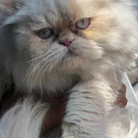 رگدال اسفینکس پرشین بریتیش اسکاتیش