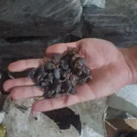 کشمش ومویز درجه یک ۱۶۰هزار|عمده‌فروشی|میانه, |دیوار