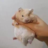 همستر|موش و خرگوش|همدان, |دیوار