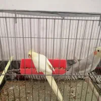 عروس هلندی همراه باقفس|پرنده|اهواز, منازل کارون|دیوار