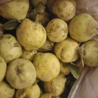 به تازه چیده شده سرحدی|خوردنی و آشامیدنی|لنده, |دیوار