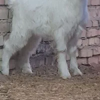 بزغاله نر میش بز نربز بره قوچ