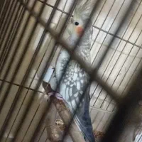 عروس هلندی ماده بالغ|پرنده|جوین, |دیوار