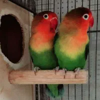 طوطی برزیلی