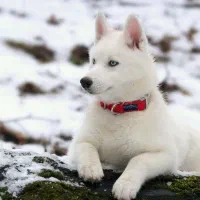 حیوون خونگی خاص