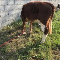 گاو تلیسه سمینتال اصیل|حیوانات مزرعه|رشت, باهنر|دیوار