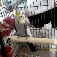 عروس فنج مرغ عشق کفتر نقشی پرشی ساتن غلاغع|پرنده|پیر بکران, |دیوار