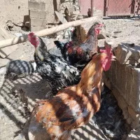 مرغ و خروس و بوقلمون و اردک خارجی و محلی|حیوانات مزرعه|شاهرود, |دیوار