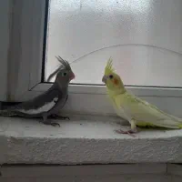 ۴ عدد جوجه عروس تازه دونخور