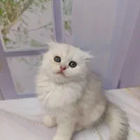 دنیای گربه ها( پرشین بریتیش اسکاتیش مانچکین رگدال)|گربه|اهواز, کیانپارس |دیوار