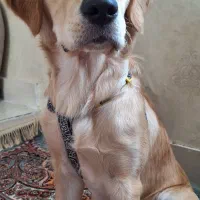 توله ۷ ماهه گلدن|سگ|طبس, |دیوار