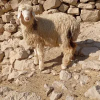 بره و میش|حیوانات مزرعه|اندیکا, |دیوار