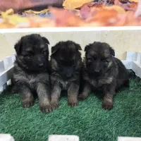 ژرمن شپرد شولاین