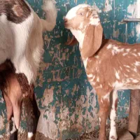 شنک ماده پنجاب|حیوانات مزرعه|سراوان, |دیوار