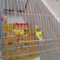 یک جفت مرغ عشق درشت وسرحال