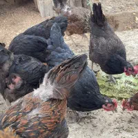 مرغ تخم گذار گله ی مادر