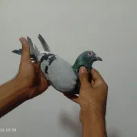 کبوتر پلاکی سبز