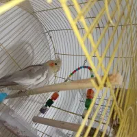 یک جفت عروس هلندی مولد|پرنده|پاکدشت, پاکدشت (مامازند)|دیوار