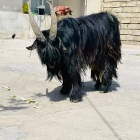 فروش گوسفند