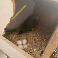 جفت شاه طوطی مولد