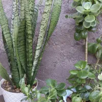 ۳عددگل سانسوریا وقاشقی زیره قیمت