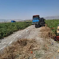 جویایه کار|خدمات باغبانی و درختکاری|فیروزآباد (فارس), |دیوار