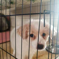 سگ اشپیتز ۳ماهه