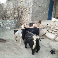 چهار راس بز با پازن بختیاری