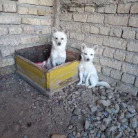 یه عدد سگ|سگ|گیان, |دیوار